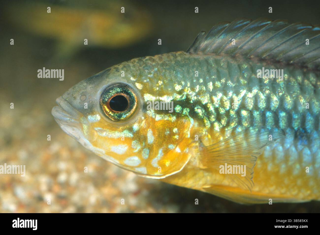 Agassiz's dwarf cichlid, Apistogramma agassizii, Chiclidae Stock Photo ...