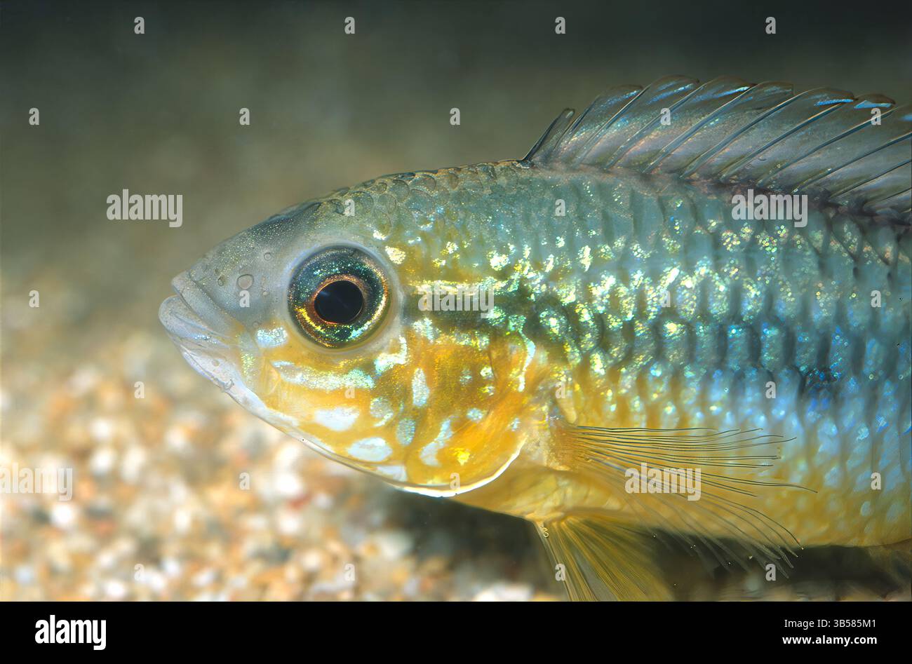 Agassiz's dwarf cichlid, Apistogramma agassizii, Chiclidae Stock Photo ...