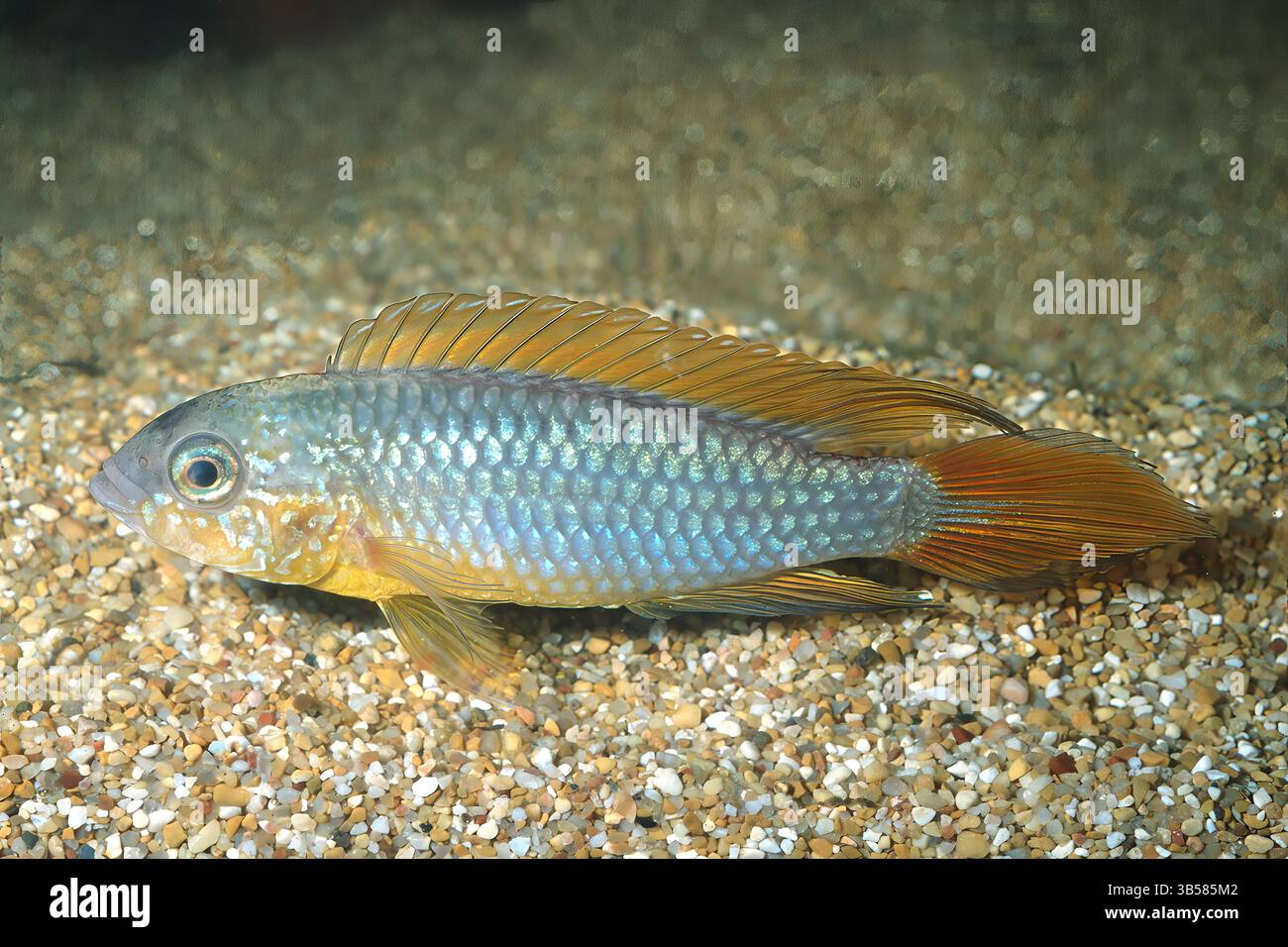 Agassiz's dwarf cichlid, Apistogramma agassizii, Chiclidae Stock Photo ...