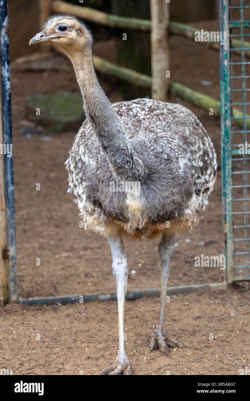 Lesser Rhea Wing Open Close up view of lesser rhea (Rhea pennata) fightless bird Stock Photo ...