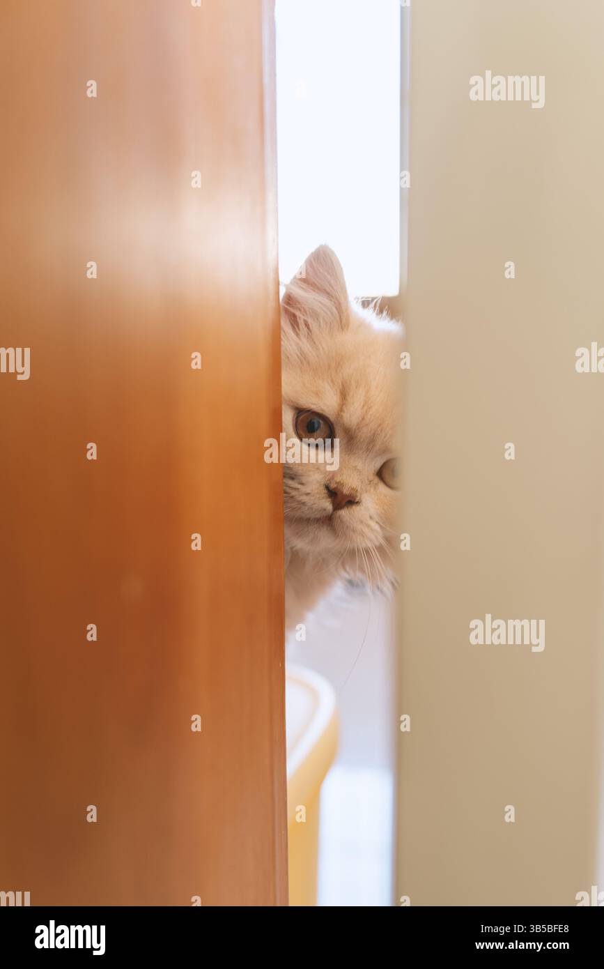 Curious Cat Peeking Through Door Crack Stock Photo