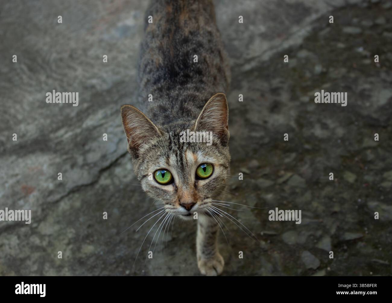 Green eye cat looking at the camera on a concrete surface Stock Photo