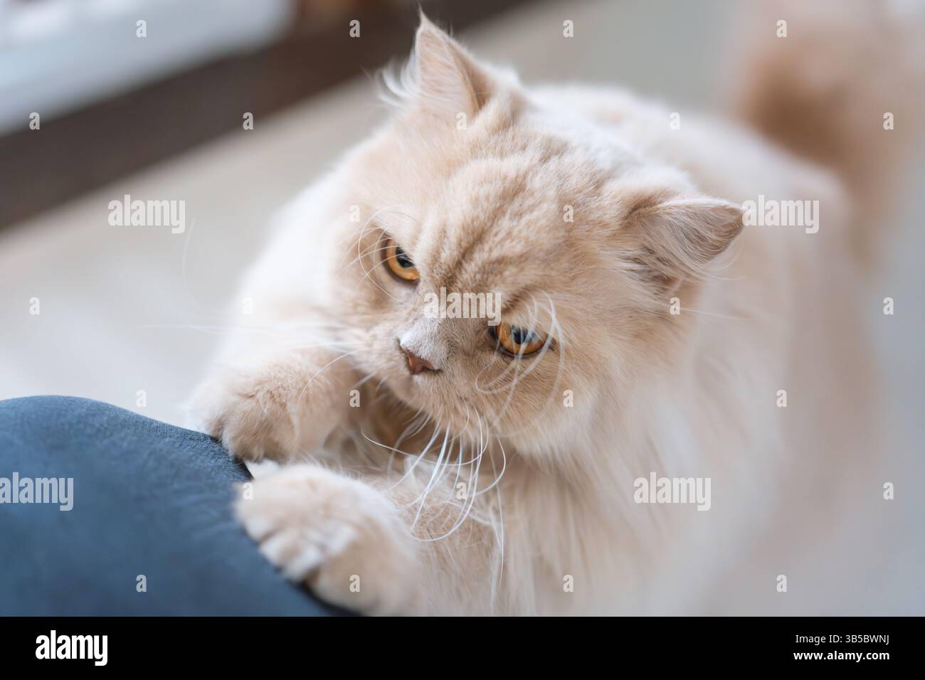Fluffy Persian Cat Playing with Human Leg Stock Photo