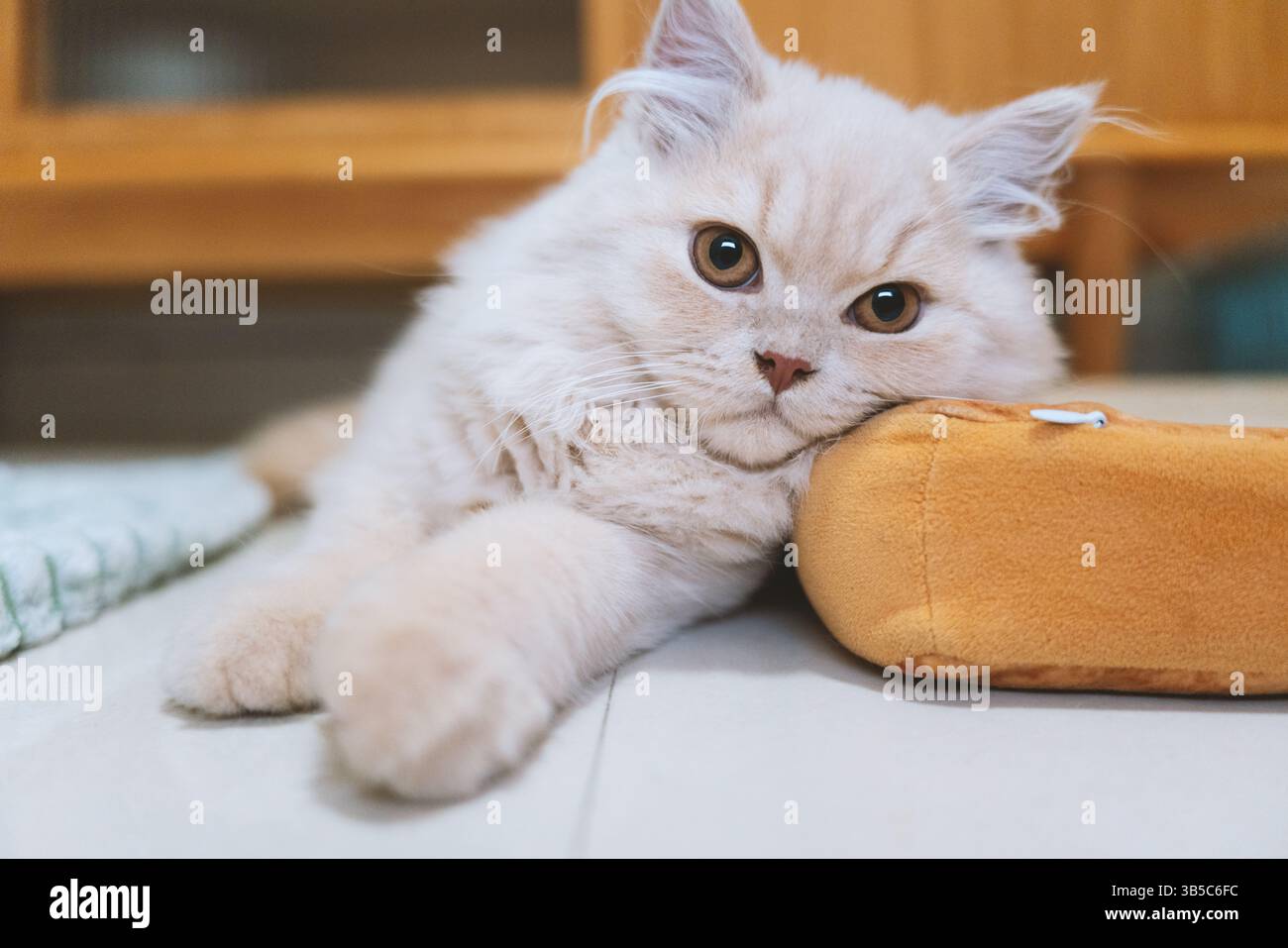 Fluffy white kitten resting on a cushion Stock Photo