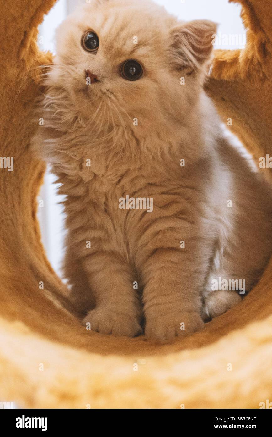Fluffy ginger kitten peeking through a tunnel Stock Photo