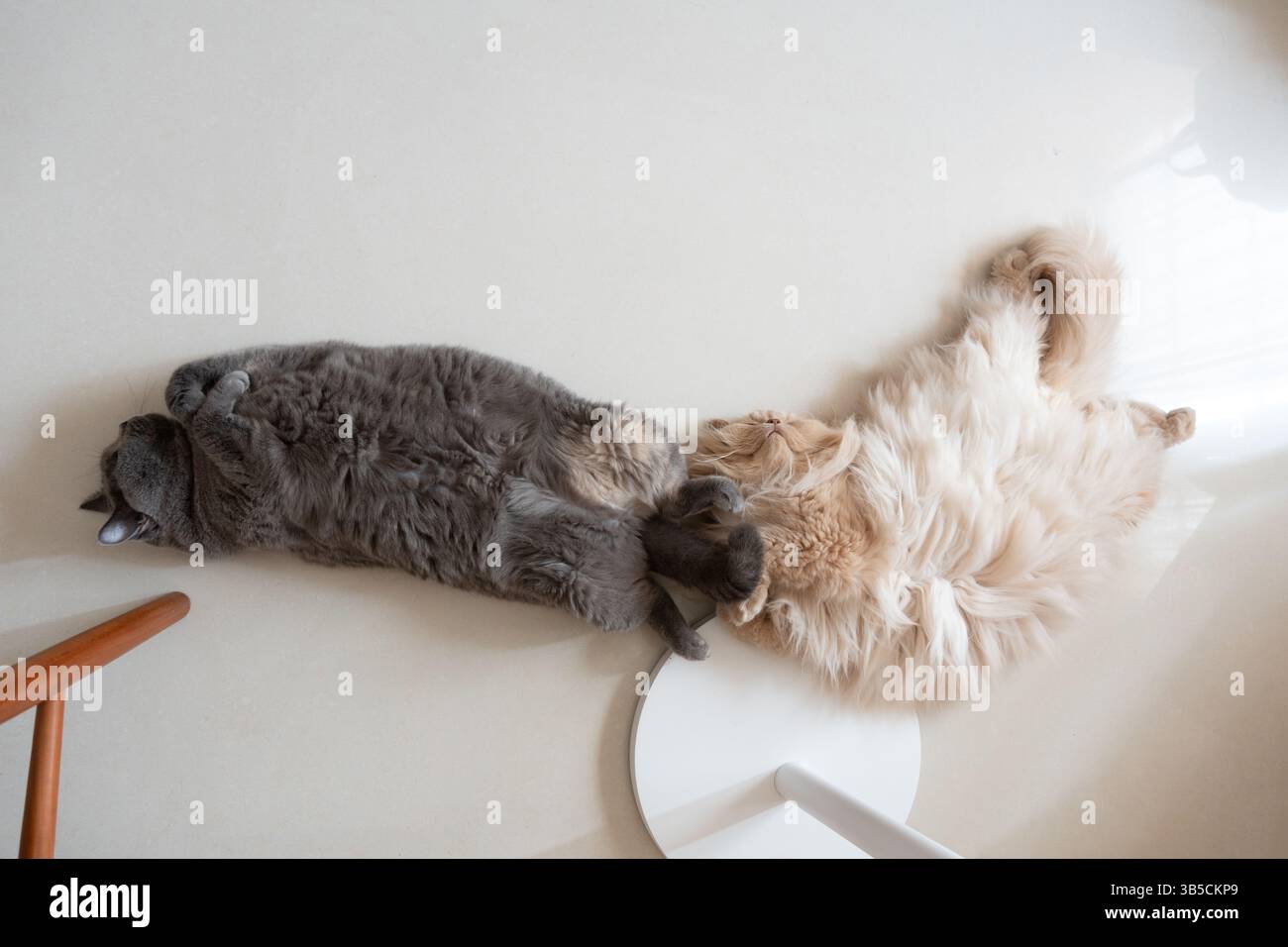 Two cats sleeping together on a white surface Stock Photo