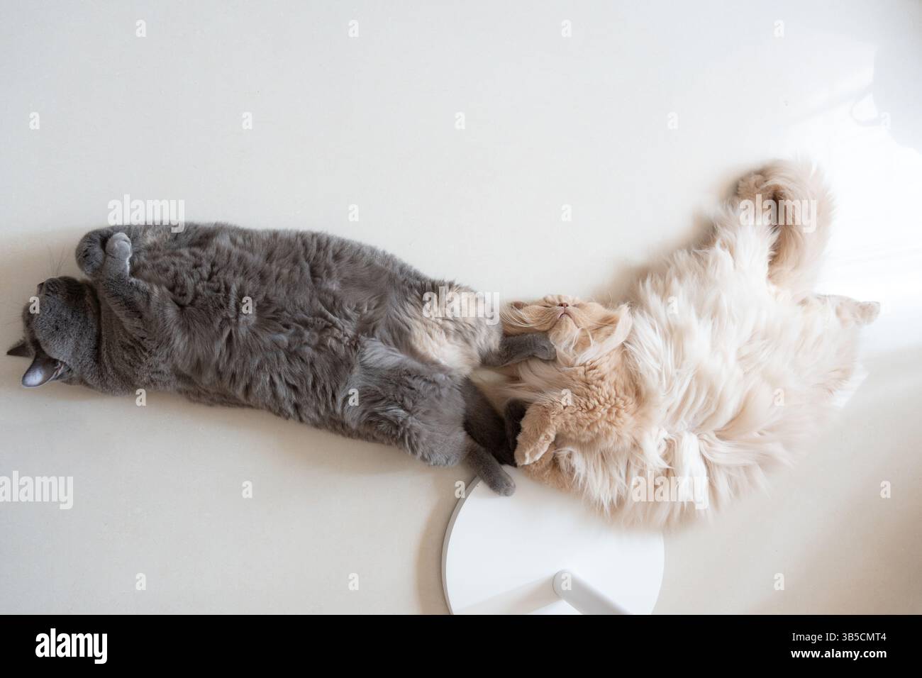 Two cats lying on their backs on a white surface Stock Photo