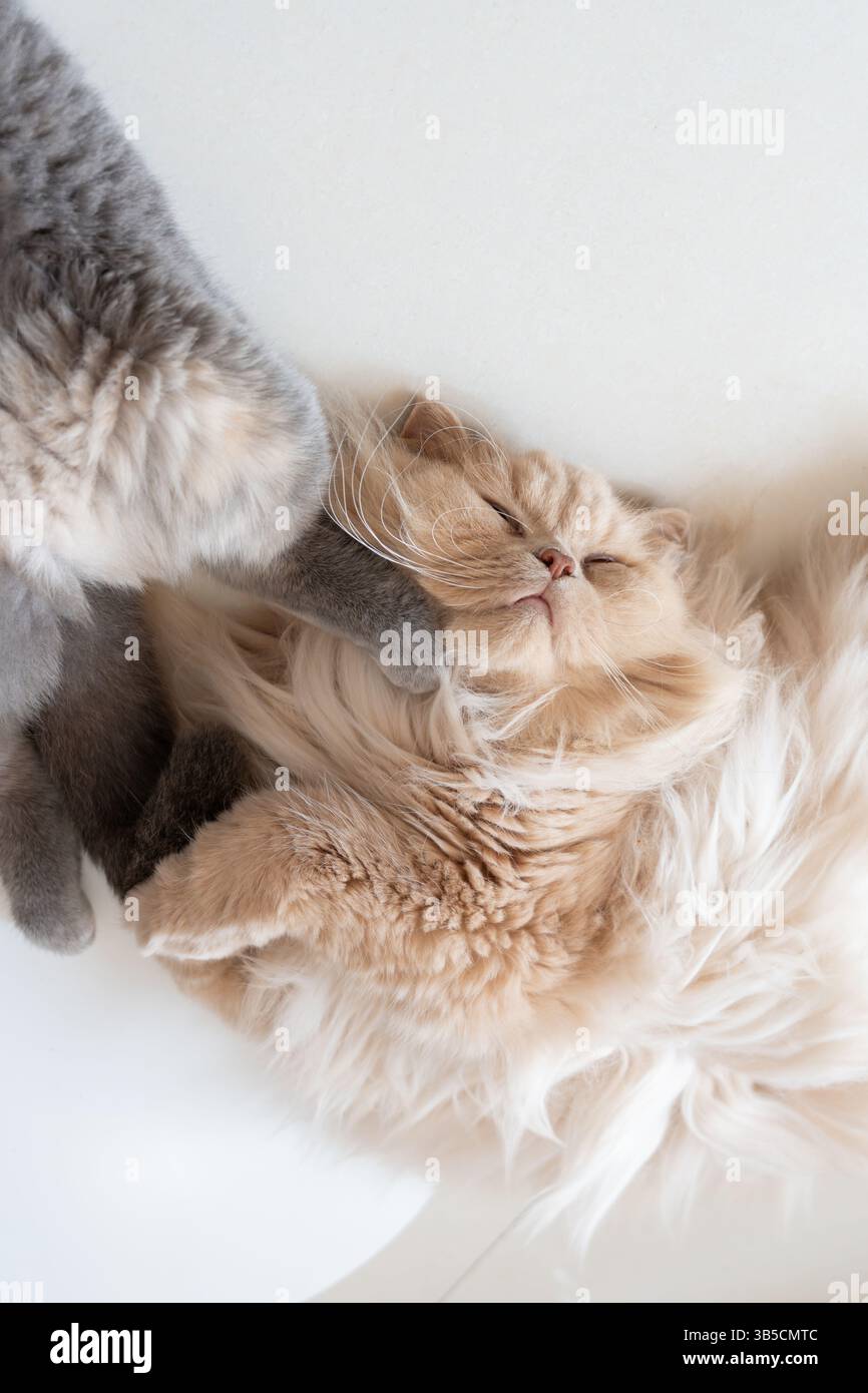 Two fluffy cats cuddling and playing together Stock Photo