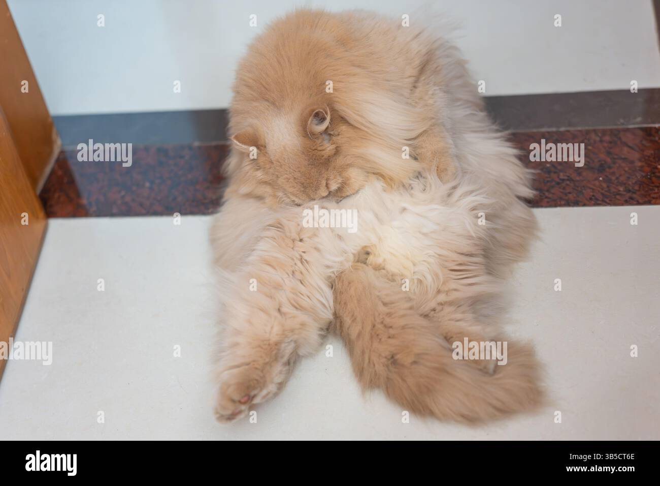 Fluffy ginger cat sleeping on floor Stock Photo
