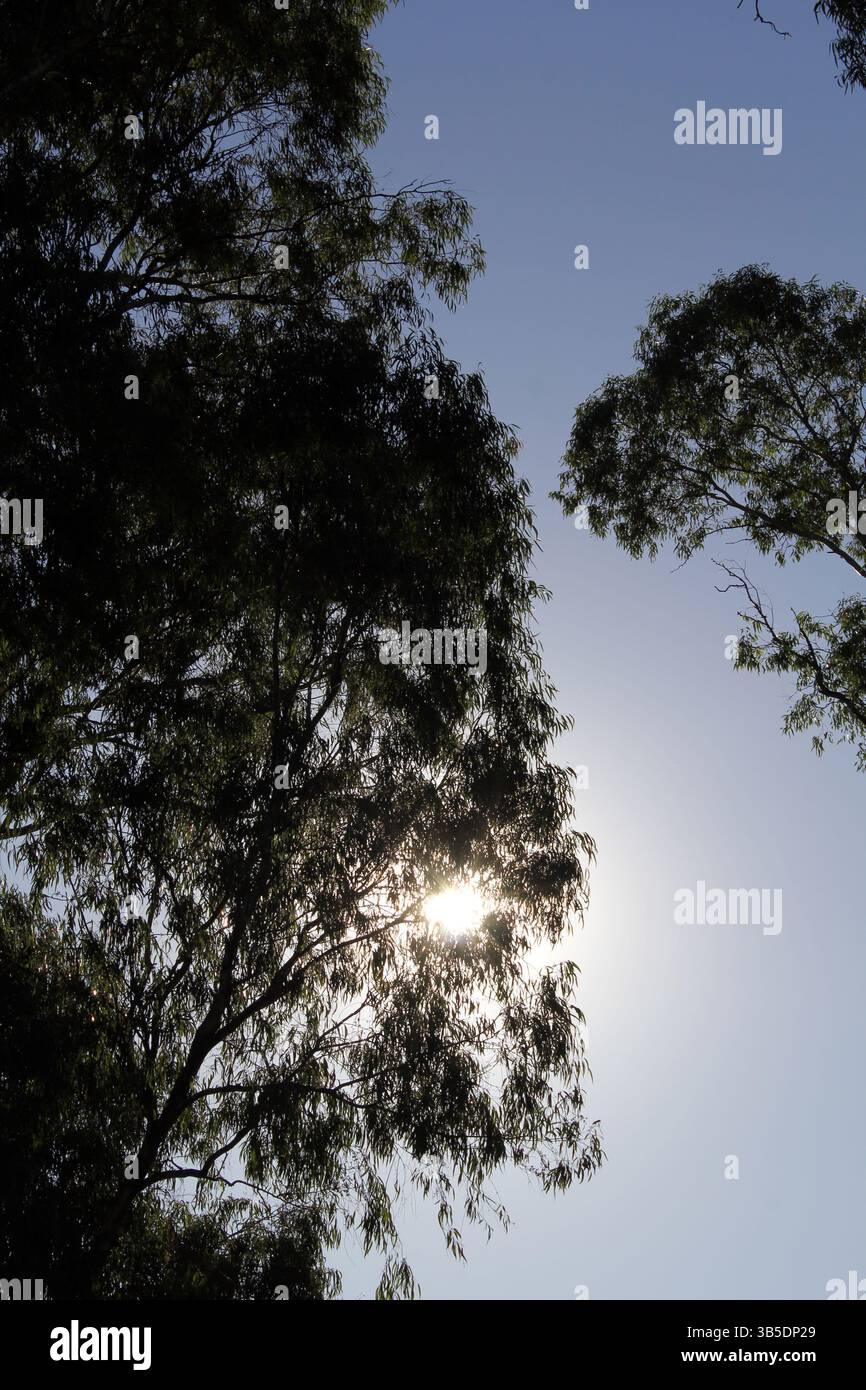 Tall tree silhouettes hi-res stock photography and images - Alamy
