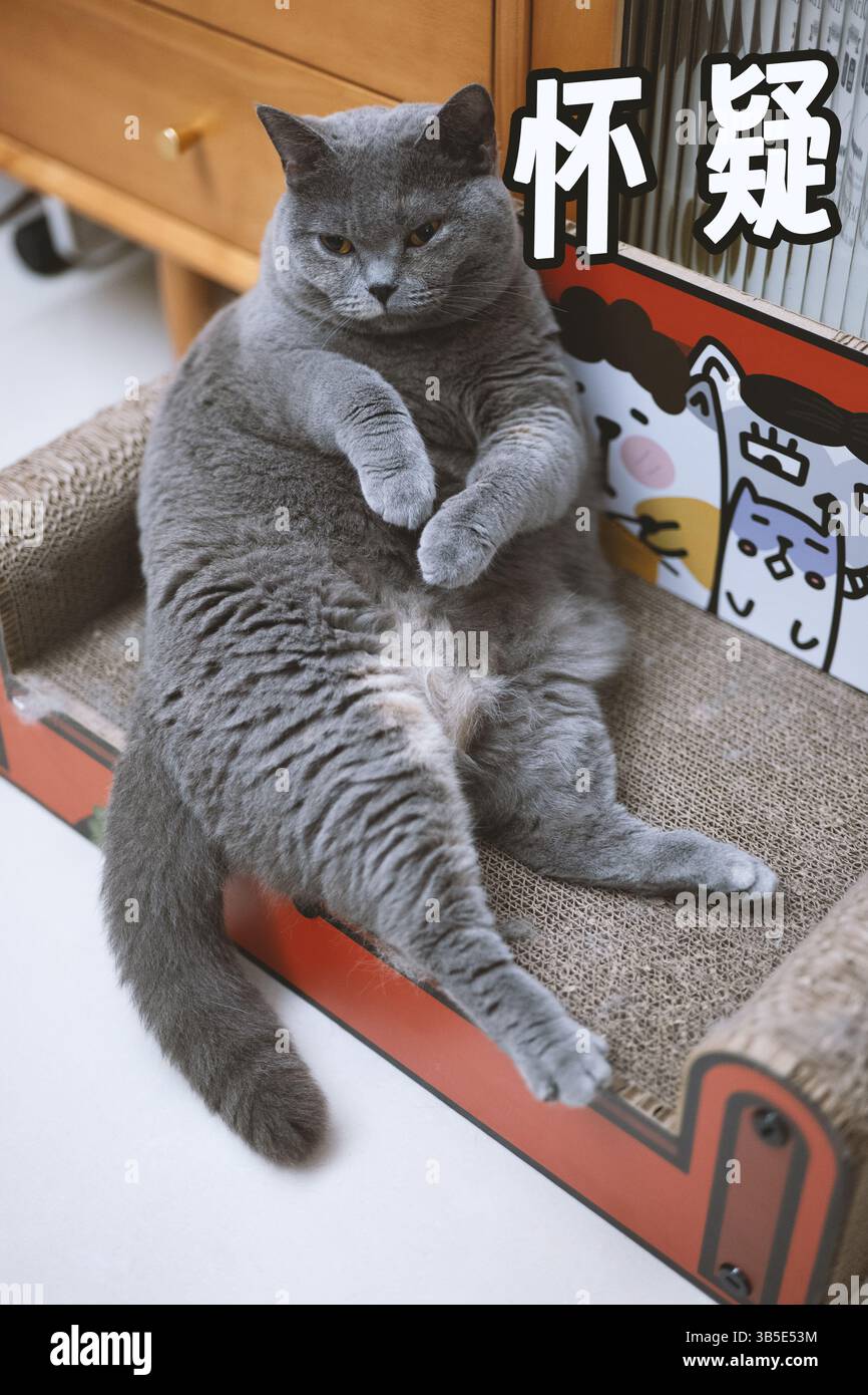 Suspicious Gray Cat Lying on Cat Scratcher Stock Photo