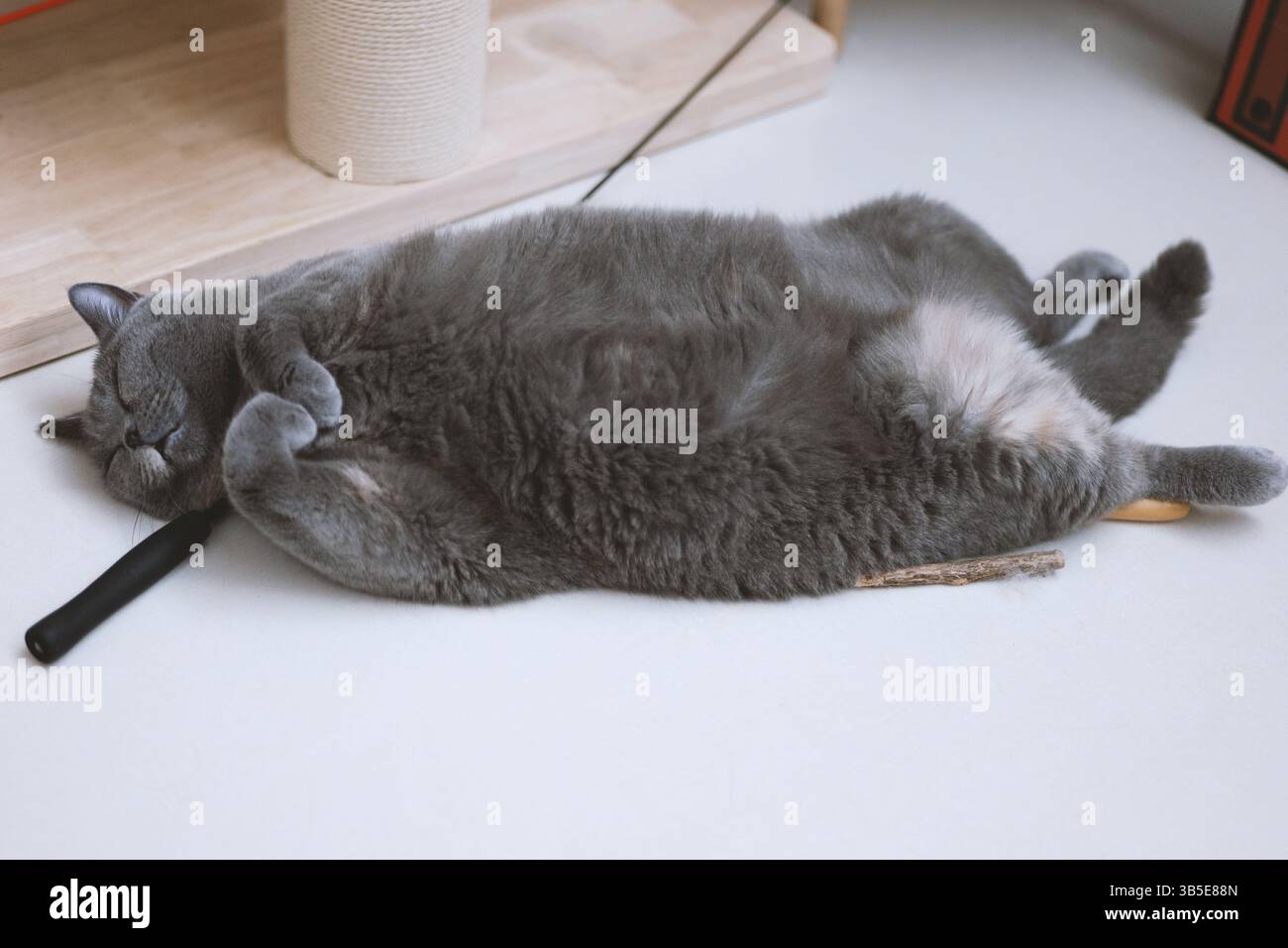 Gray cat sleeping on its back with paws up Stock Photo