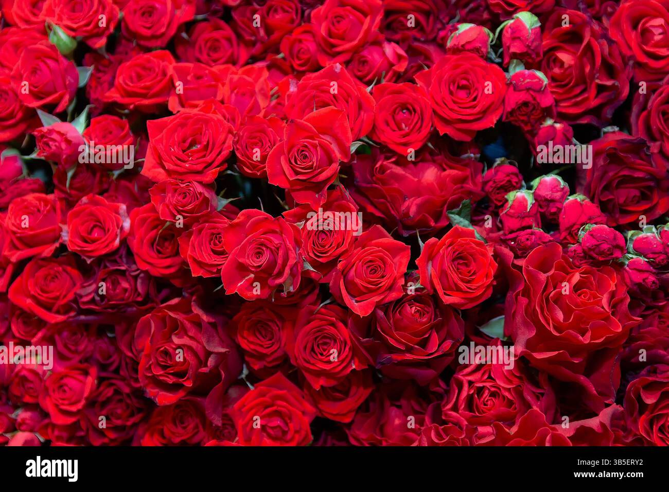 Lots of beautiful red roses. Flowers Stock Photo - Alamy