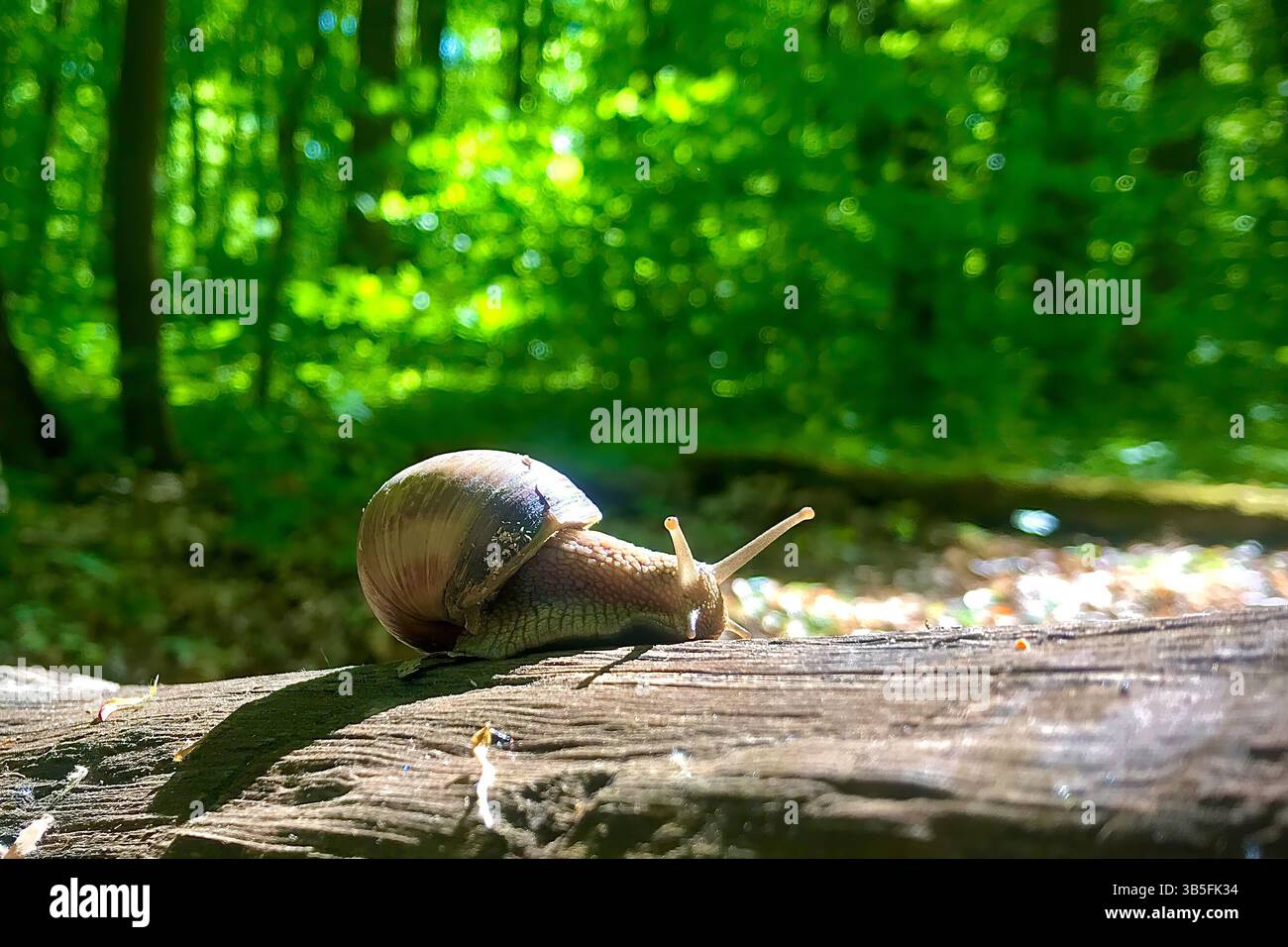Snail on a log in the forest. Grape snail. Stock Photo