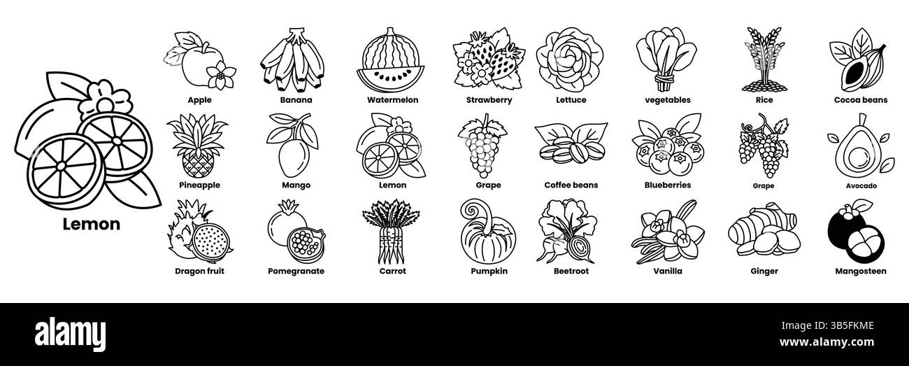 A Set of illustrations in the concept of fruits in line drawing style. Stock Vector