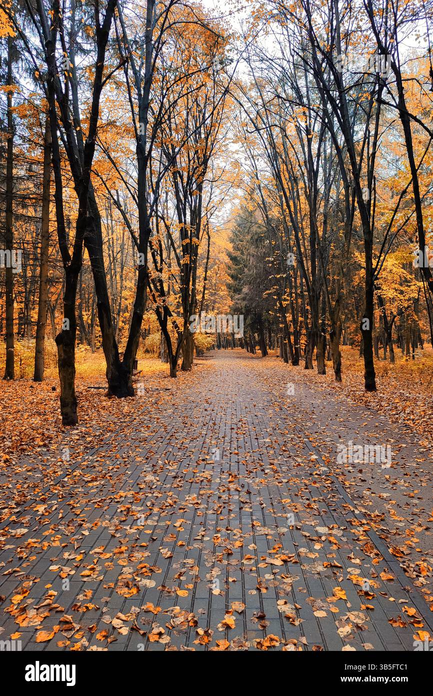 Ukraine Nice Road in the old park as nice autumn background. Old Park in Ukraine ...