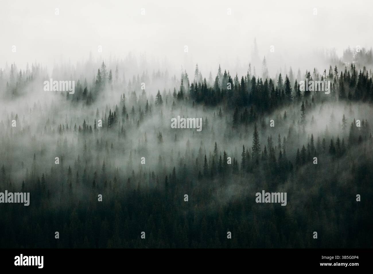 Spruce forest swallowed by fog in Åre Stock Photo