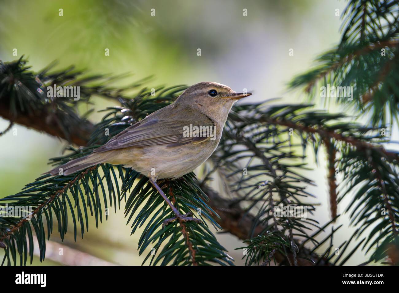 Chiffchaff or willow warbler on spruce – small forest bird in natural habitat Stock Photo