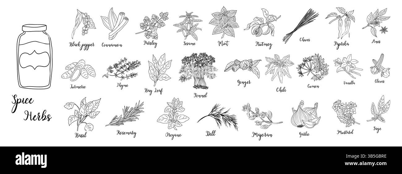 Set of Herbs and spices vector illustrations Stock Vector Image & Art ...