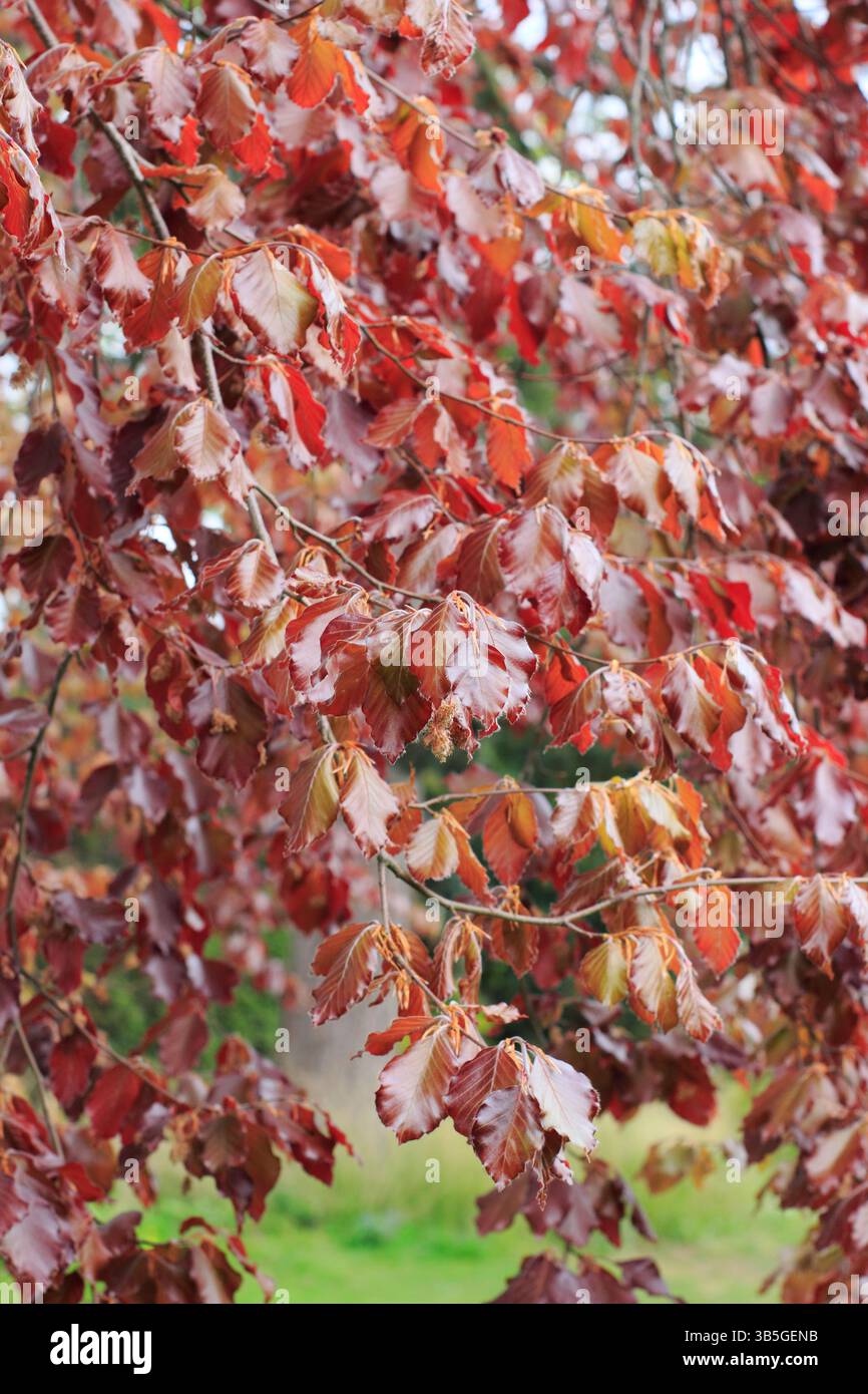 Copper beech. Fagus sylvatica f. purpurea displaying striking reddish leaves in spring. UK Stock Photo