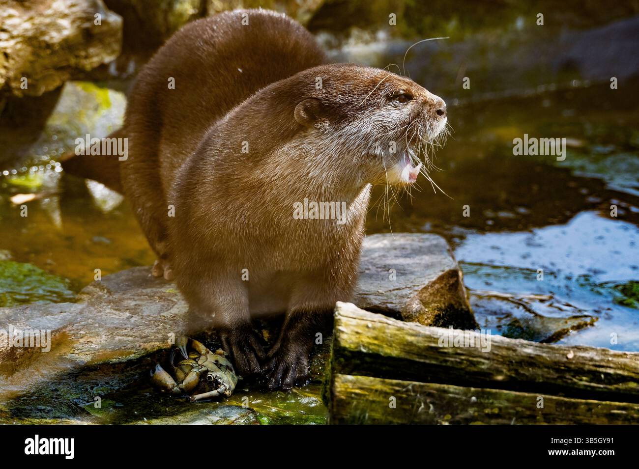Asian small or short clawed otter. Stock Photo