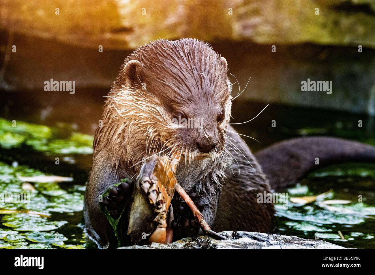 Asian small or short clawed otter. Stock Photo