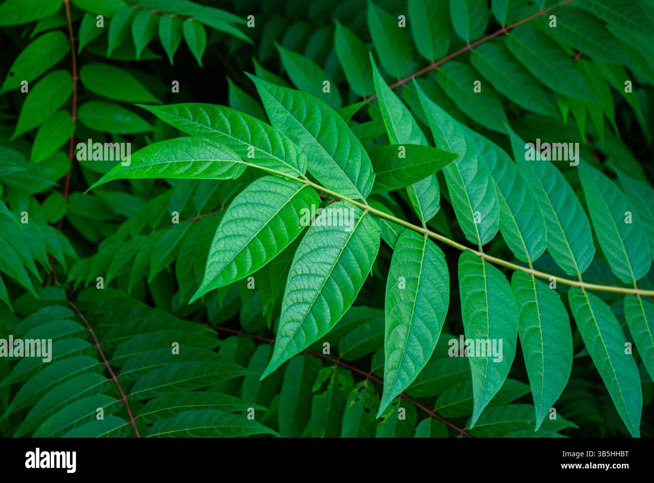 Lush green vibrant plant growth patterns hi-res stock photography and ...