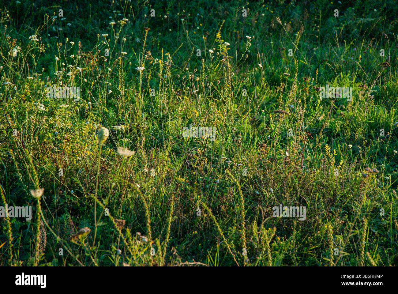 Wildflower meadow sunset in hi-res stock photography and images - Alamy
