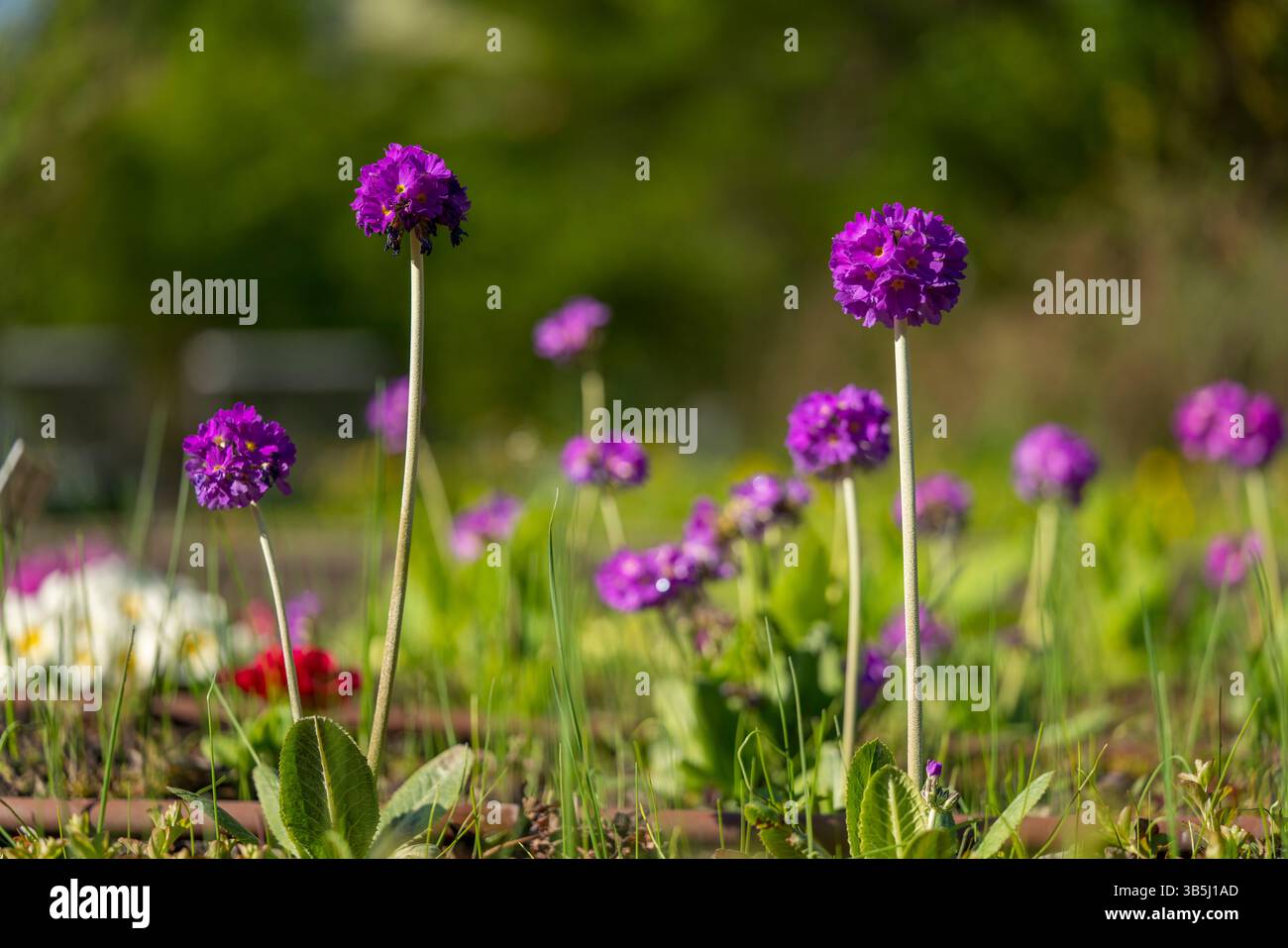 Primula denticulata, known as drumstick primrose, blooms in vivid purple spheres, bringing playful color and structure to the spring garden. Stock Photo