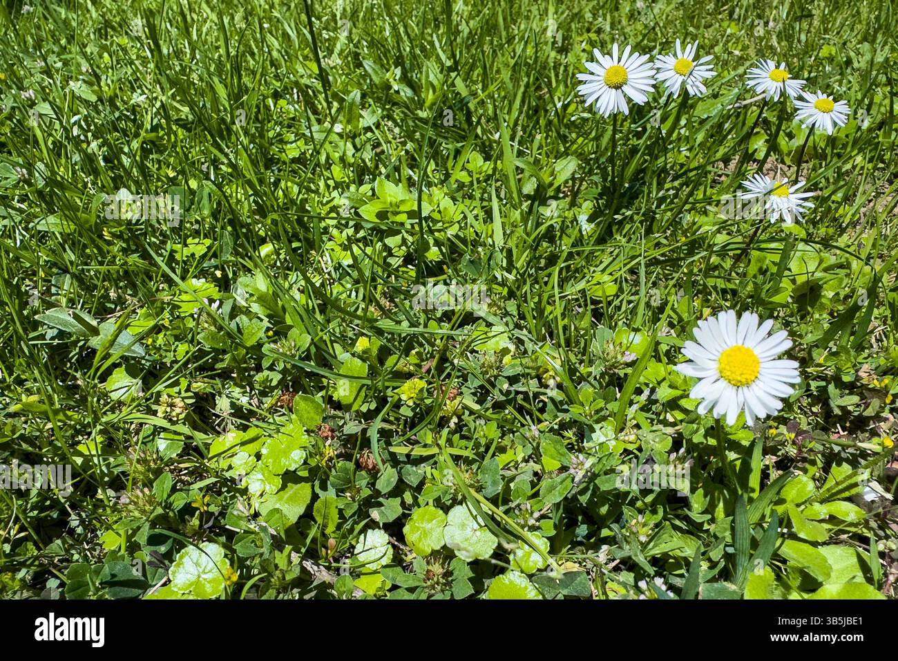 White daisies growing in green grass on a sunny day. Close-up of wildflowers in meadow setting, natural background, no people, spring or summer theme. - Smartphone Captured Stock Image