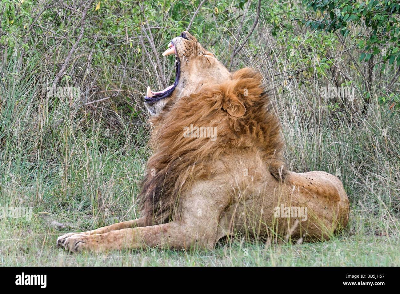 Male lion sitting yawning hi-res stock photography and images - Alamy