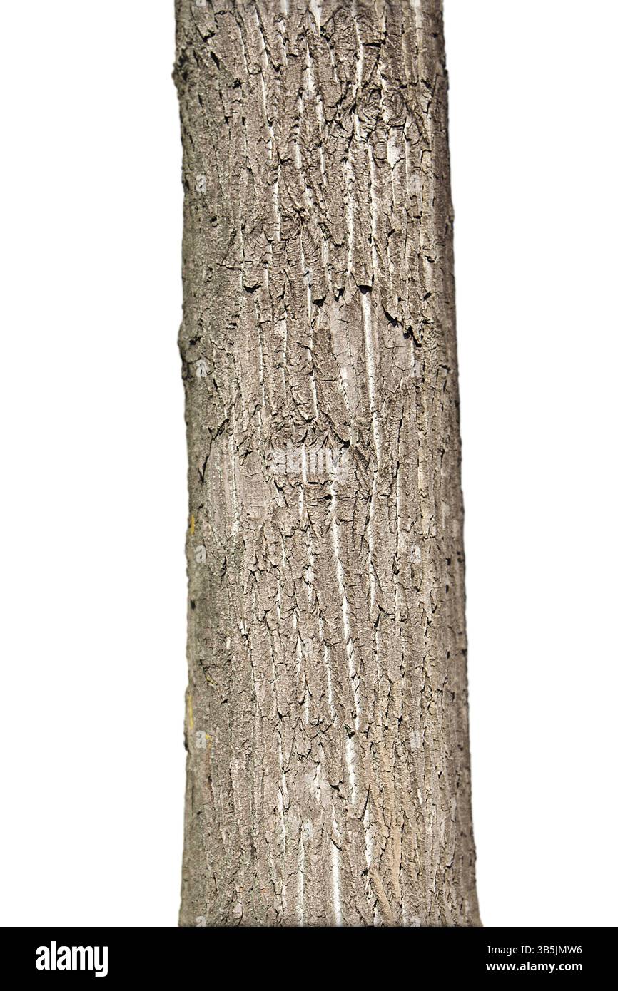 Tree Trunk Isolated On White Background Stock Photo - Alamy