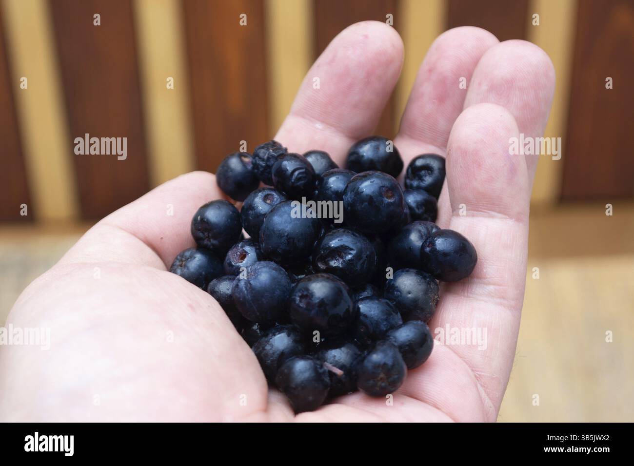 Handsl full with frozen aronia berries on wooden rustic table with glass of chokeberry juice Stock Photo