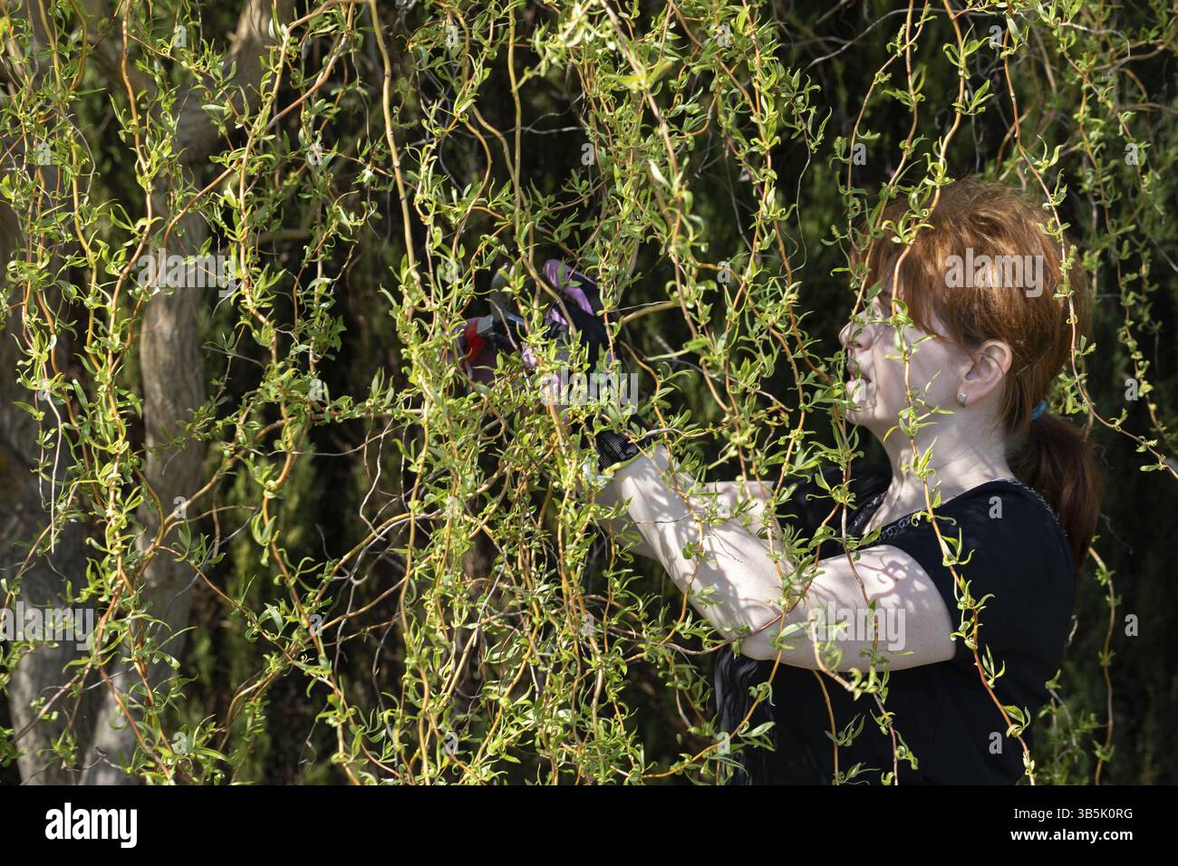 Thick weeping willow crown. Spring pruning of branches. Red-haired girl with pruning shears works on a weeping willow tree Stock Photo