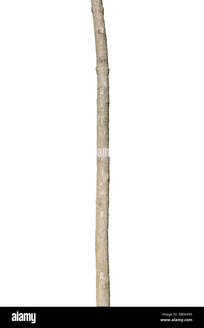 Tree Trunk Isolated On White Background Stock Photo