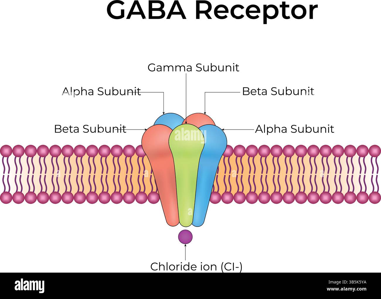 Ultrastructure of GABA receptors in the cell membrane: Neurotransmitter gamma-aminobutyric acid, GABA A and GABA B. Infographic on pharmacology. Stock Vector