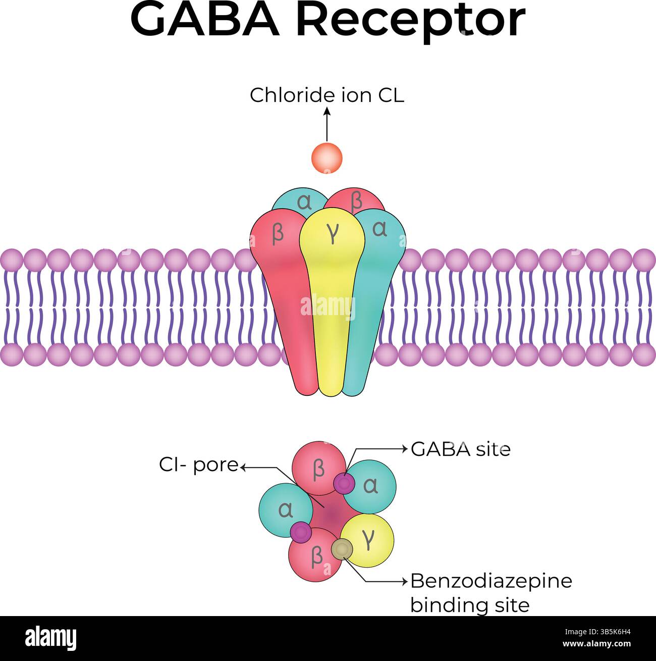 Ultrastructure of GABA receptors in the cell membrane: Neurotransmitter gamma-aminobutyric acid, GABA A and GABA B. Infographic on pharmacology. Stock Vector