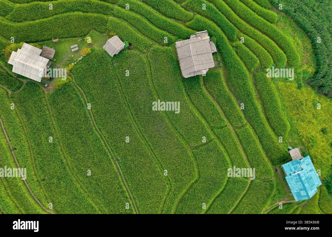 Aerial view of lush green rice terraces in mountain with patterns and ...