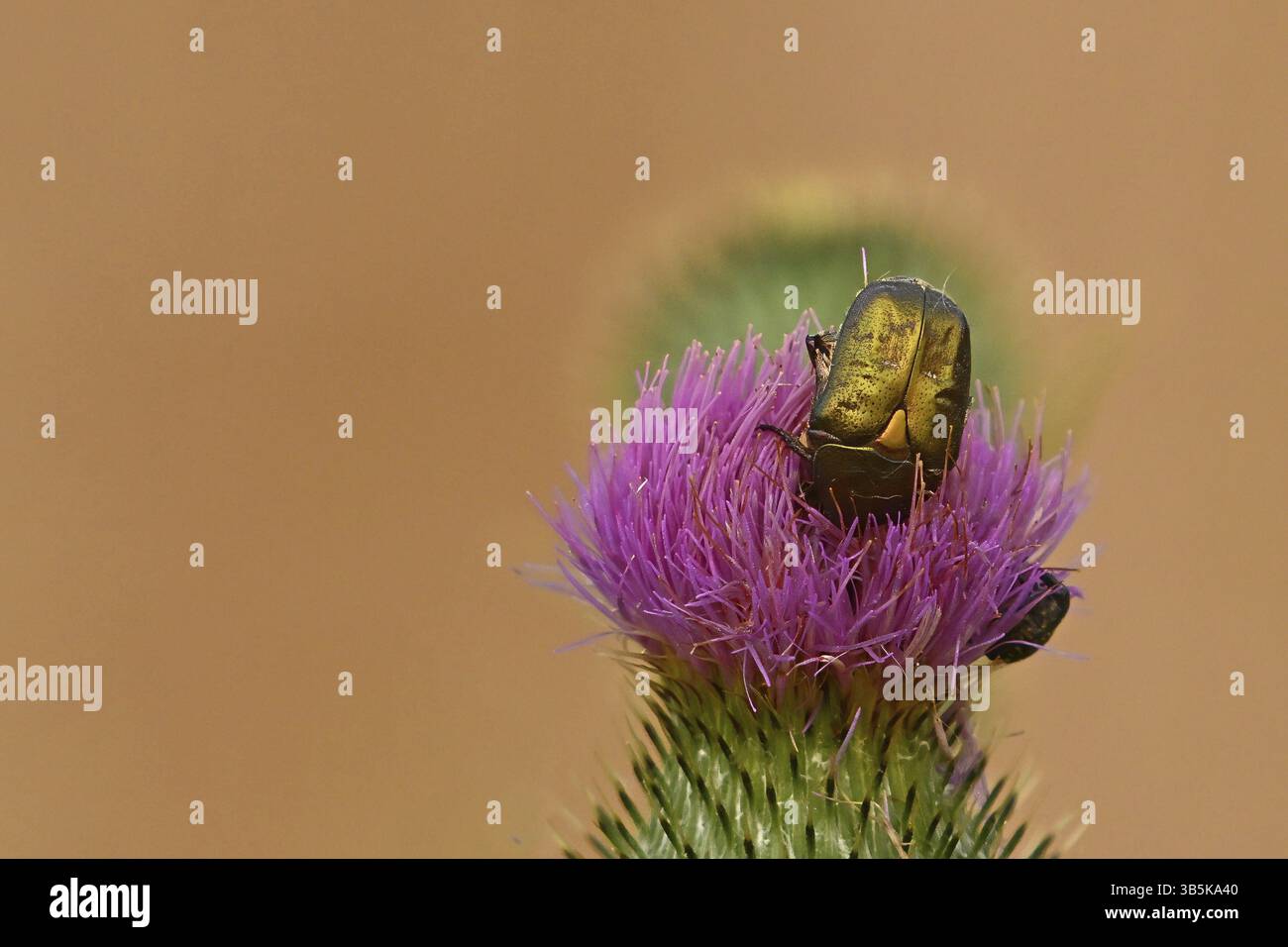 Copper rose chafer (Protaetia (cuprea) metallica) Stock Photo