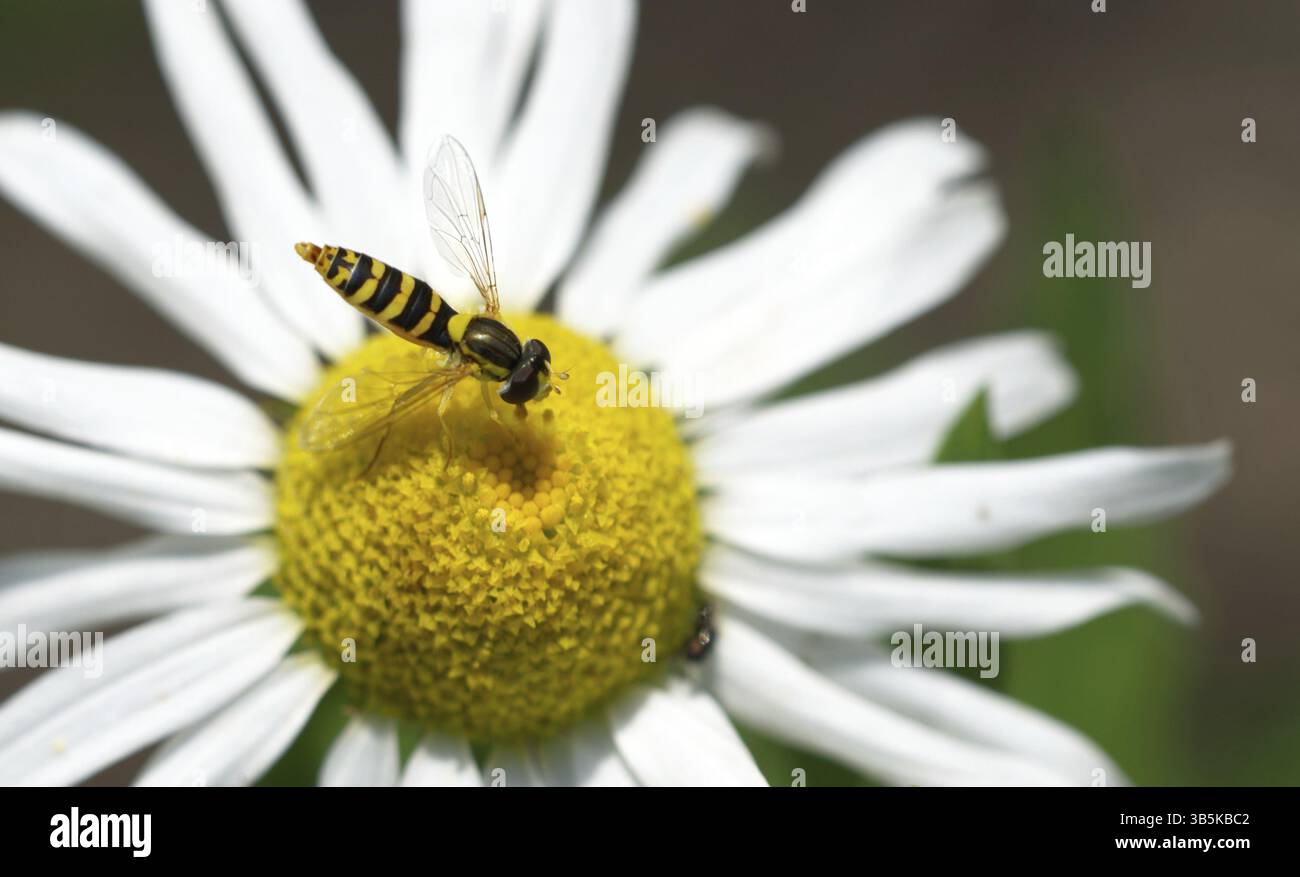 Common long-bellied hoverfly (Sphaerophoria scripta) Stock Photo