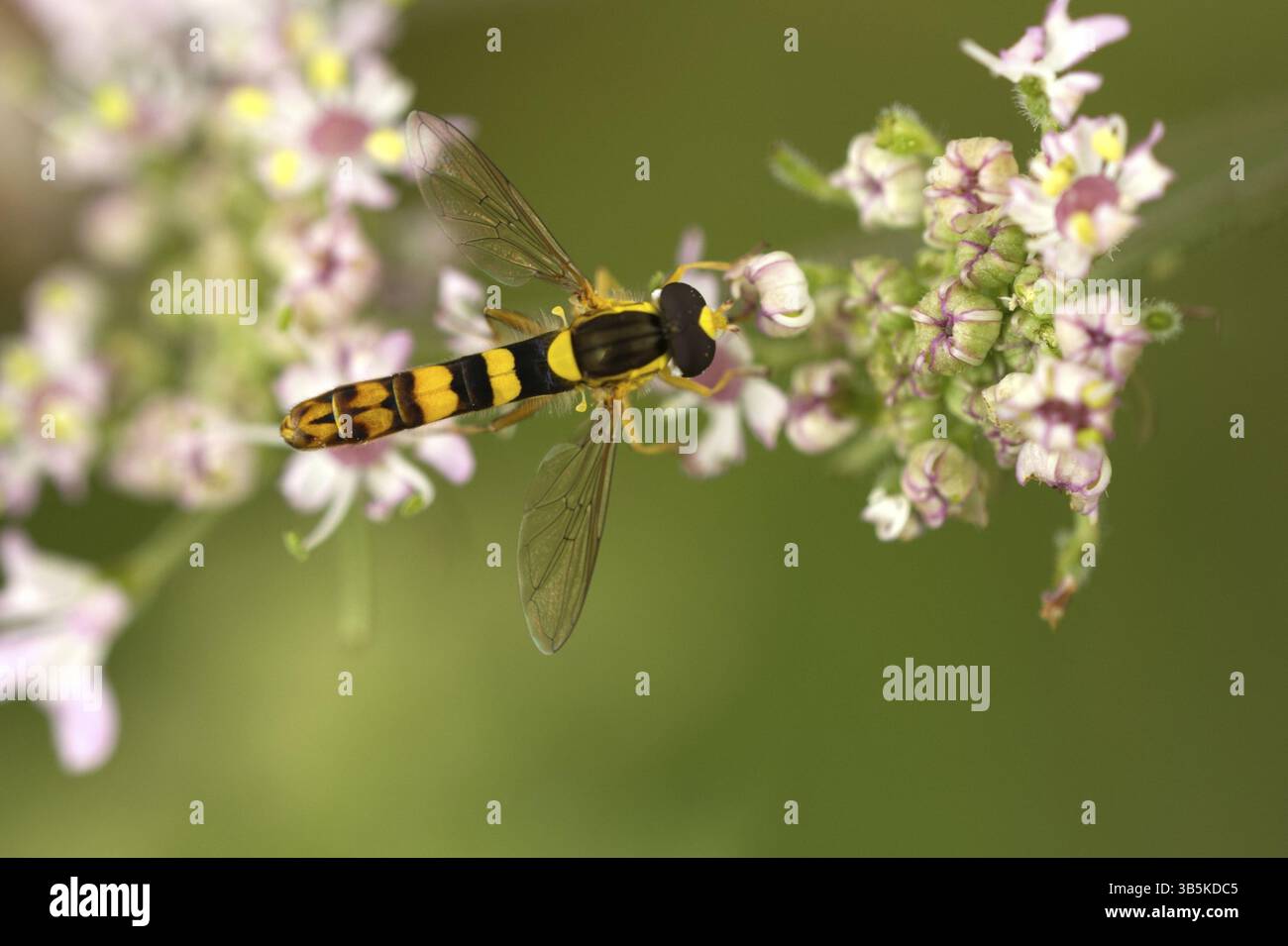 Common Long-bellied Hoverfly (Sphaerophoria scripta Stock Photo