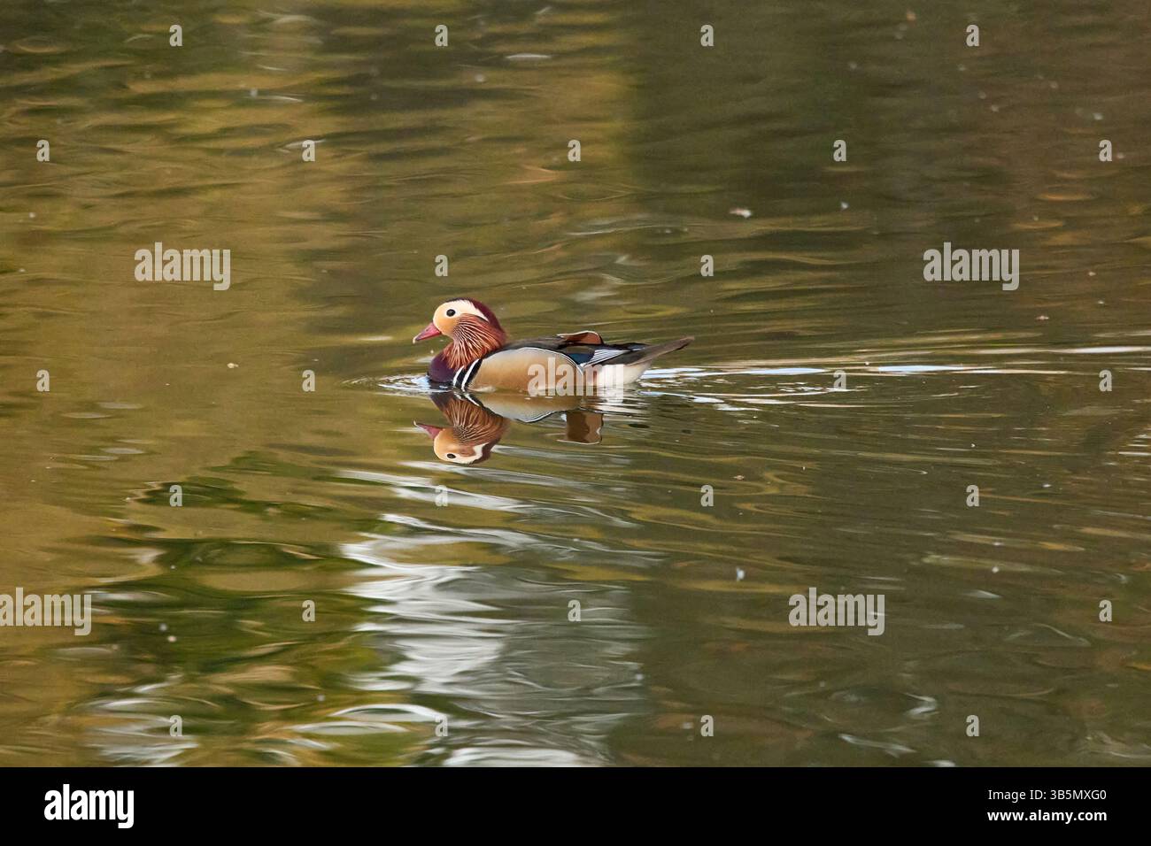 Mandarin duck swimming on lake hi-res stock photography and images - Alamy