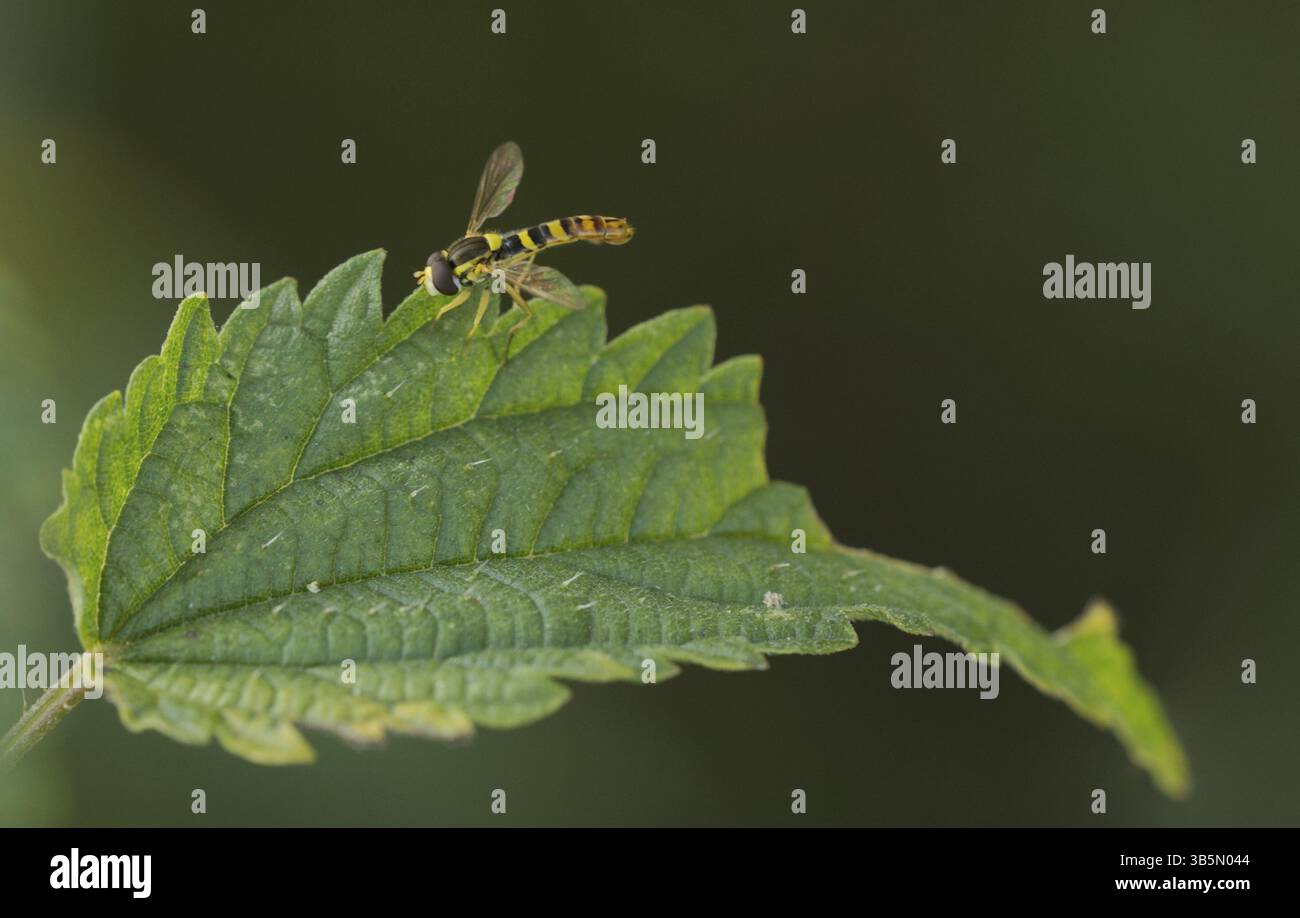 Common long-bellied hoverfly (Sphaerophoria scripta) Stock Photo