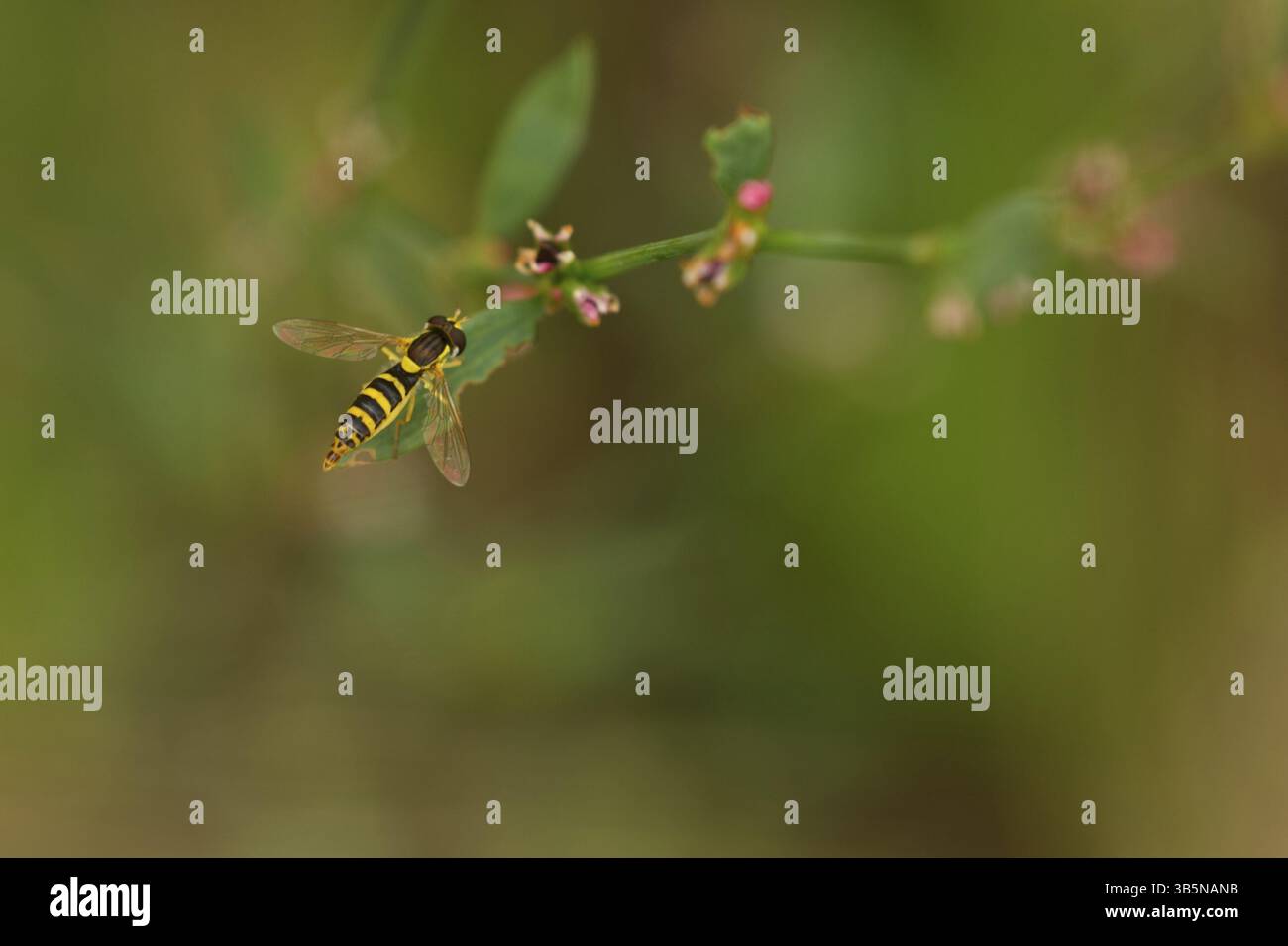 Common long-bellied hoverfly (Sphaerophoria scripta) Stock Photo