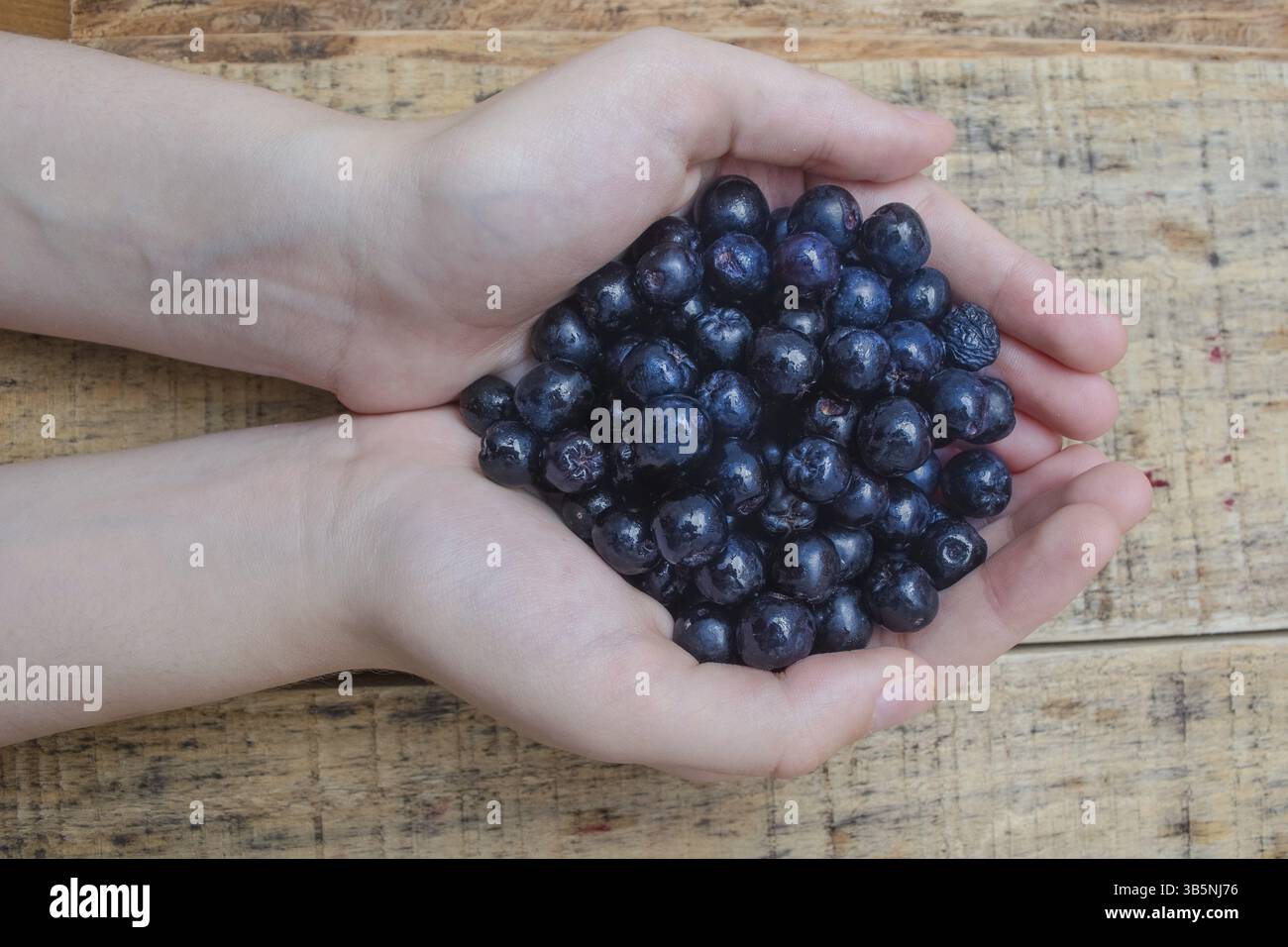 Handsl full with frozen aronia berries on wooden rustic table with glass of chokeberry juice Stock Photo