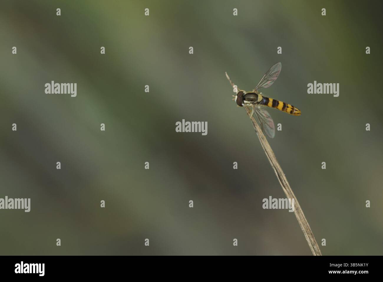 Common long-bellied hoverfly (Sphaerophoria scripta) Stock Photo