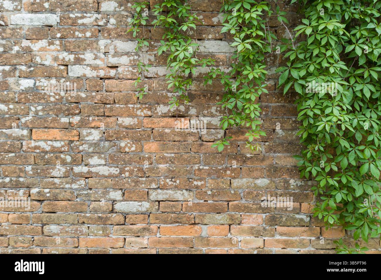 Old Brick Wall with Green Climbing Vines Stock Photo