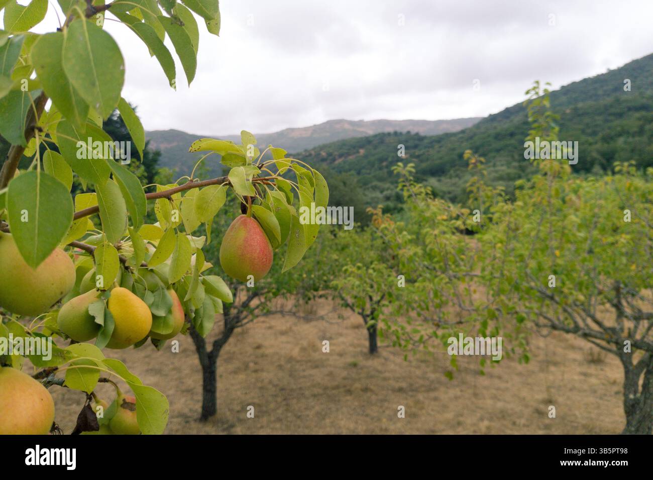 Ripe Pears on Orchard Tree Branch with Mountain View Stock Photo