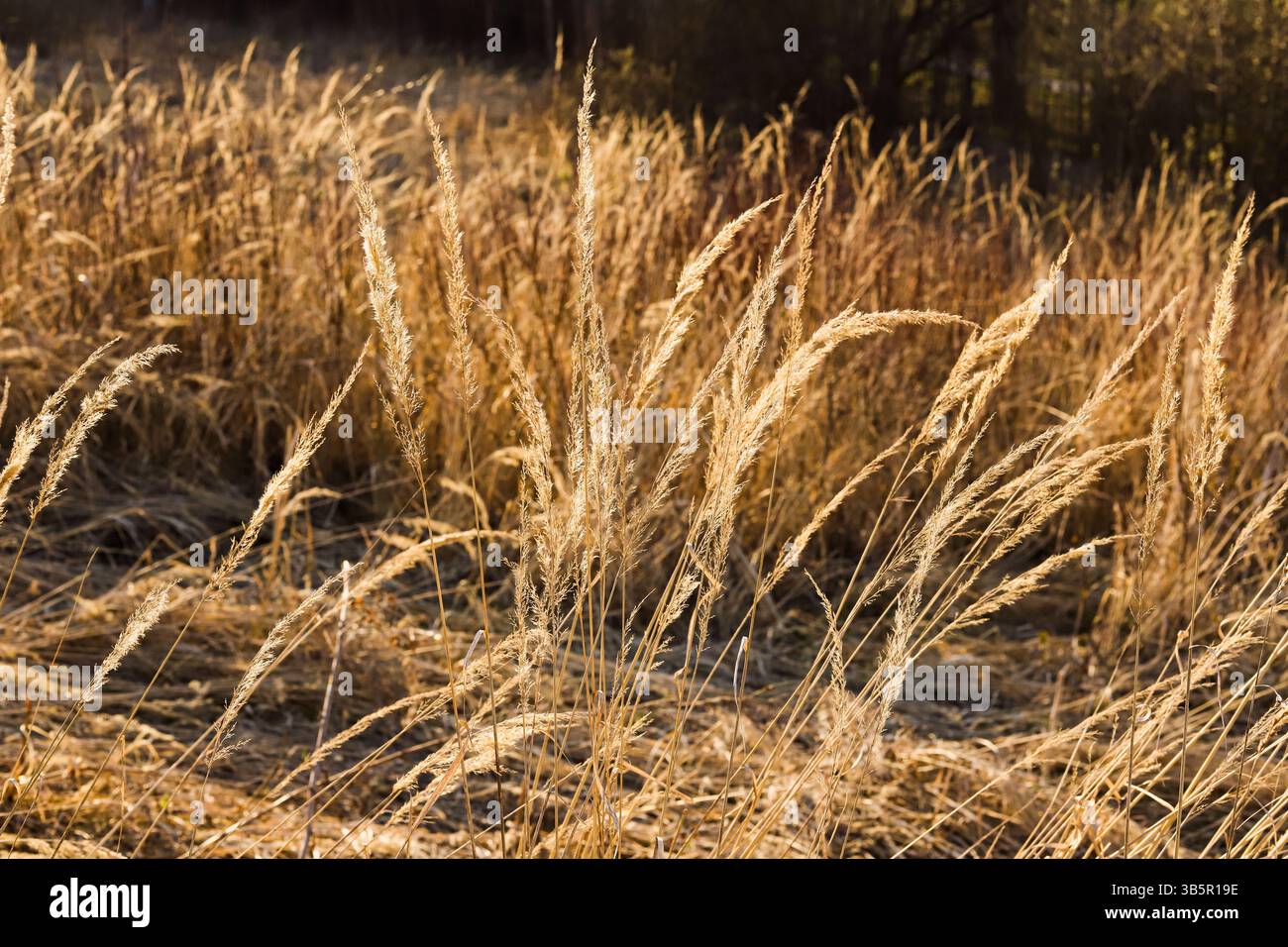 Stems of tall grass hi-res stock photography and images - Alamy