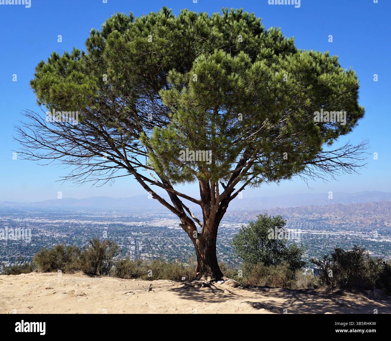 Wisdom Tree, a famous California tourist attraction on the hiking trail towards the Hollywood Sign on Mount Lee, overlooking the Los Angeles skyline Stock Photo